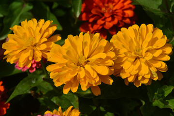 Beautiful flowerbed with blooming Zinnia flowers, Batumi