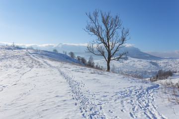 Obraz premium Winter landscape with lots of snow and trees