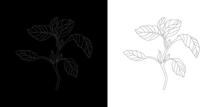 Line-art Basil Botanical Illustraton