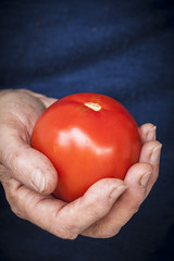 Woman's hand holding a tomato