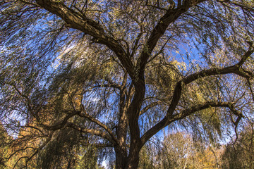oak tree shot from down to top