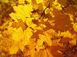 Naklejka na ściany i meble Background with bright autumn maple foliage