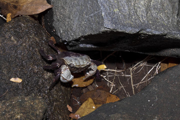 crab under a rock, Nosy Mangabe, Madagascar
