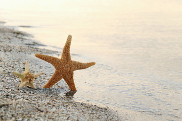Fototapeta na wymiar Starfish on a beach sand near water