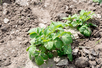 Field of green potato bushes. Growing potatoes.