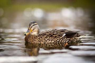 Ente