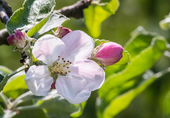 Apple blossom in a spring