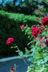 Red roses in the park. The road and the sunlight on flowers