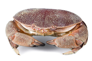 Lessepsian Mediterranean Crab, Atergatis roseus, underwater studio shot, isolated on white background. 