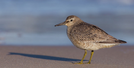 Calidris canutus - Red Cnot