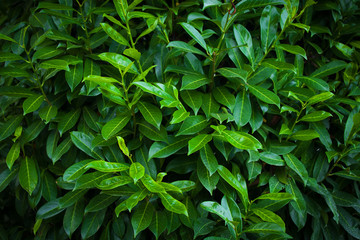 Background of the bush with fresh leaves