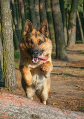 german shepherd dog jumping