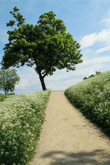 Weg gesäumt von Wiesen