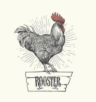 Rooster in graphic style, hand drawn illustration. Symbol of 2017. Vector