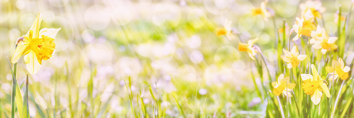 Naklejka premium Daffodils , Spring Panorama