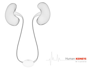 Obraz premium illustration of human kidney on white background