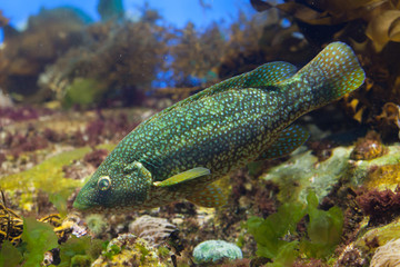 Ballan wrasse (Labrus bergylta).