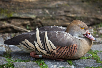 Plumed whistling duck (Dendrocygna eytoni)