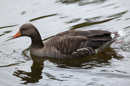 Greylag goose (Anser anser).