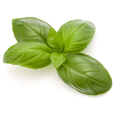 Sweet basil herb leaves isolated on white background closeup