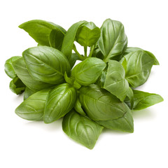 Fototapeta premium Sweet basil herb leaves bunch isolated on white background