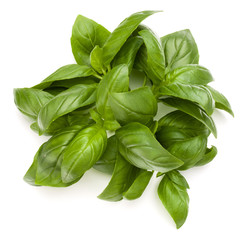 Sweet basil herb leaves bunch isolated on white background