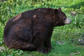 American black bear (Ursus americanus).