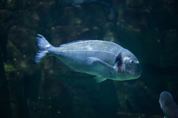 Fototapeta premium Common two-banded seabream (Diplodus vulgaris)