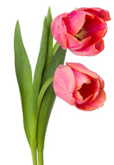 two pink tulip flowers isolated on white background