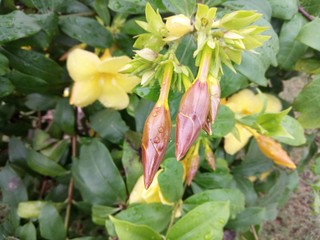 Yellow flower and bud after rain