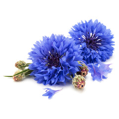 Blue Cornflower Herb or bachelor button flower head isolated on