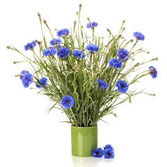 Blue Cornflower Herb or bachelor button flower bouquet isolated