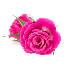 pink rose flower bouquet isolated on white background cutout