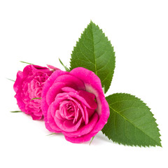 pink rose flower bouquet isolated on white background cutout