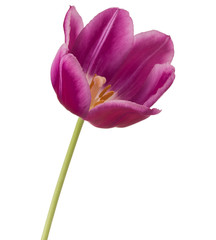 lilac tulip flower head isolated on white background