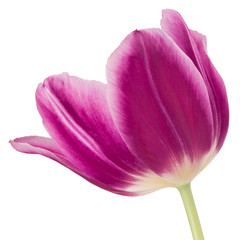 lilac tulip flower head isolated on white background