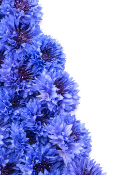 Blue Cornflower Herb or bachelor button flower heads border isol