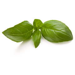 Sweet basil herb leaves isolated on white background closeup