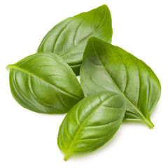 Sweet basil herb leaves handful isolated on white background clo