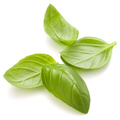 Sweet basil herb leaves handful isolated on white background clo