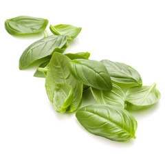 Sweet basil herb leaves handful isolated on white background clo