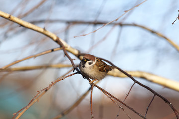 Sparrow on a branch among branches