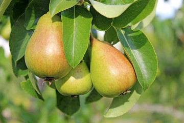 Organic pears on the tree 