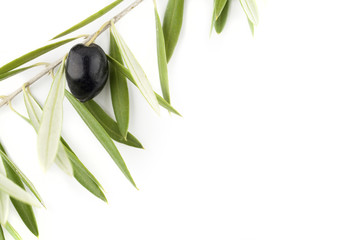 Black olive in its branch on background with copy space for your text.