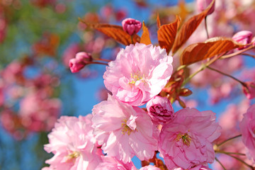 Cherry Blossom in the Spring