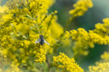 bee sits on a flower rapeseed