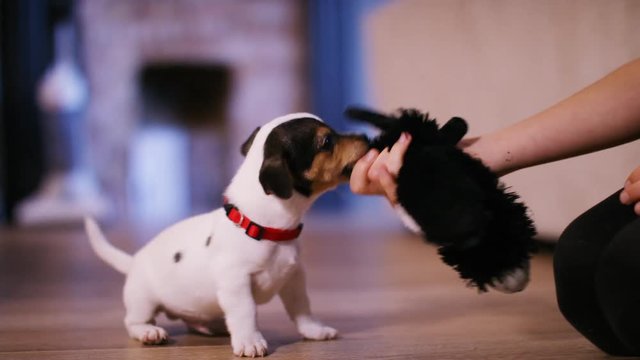 4K Cute puppy brings back his toy to play with his owner