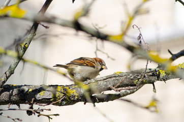 Sparrow sitting on a tree branch