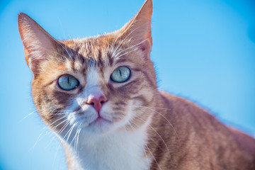 Green-eyed red cat