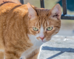 Fototapeta premium Green-eyed red cat